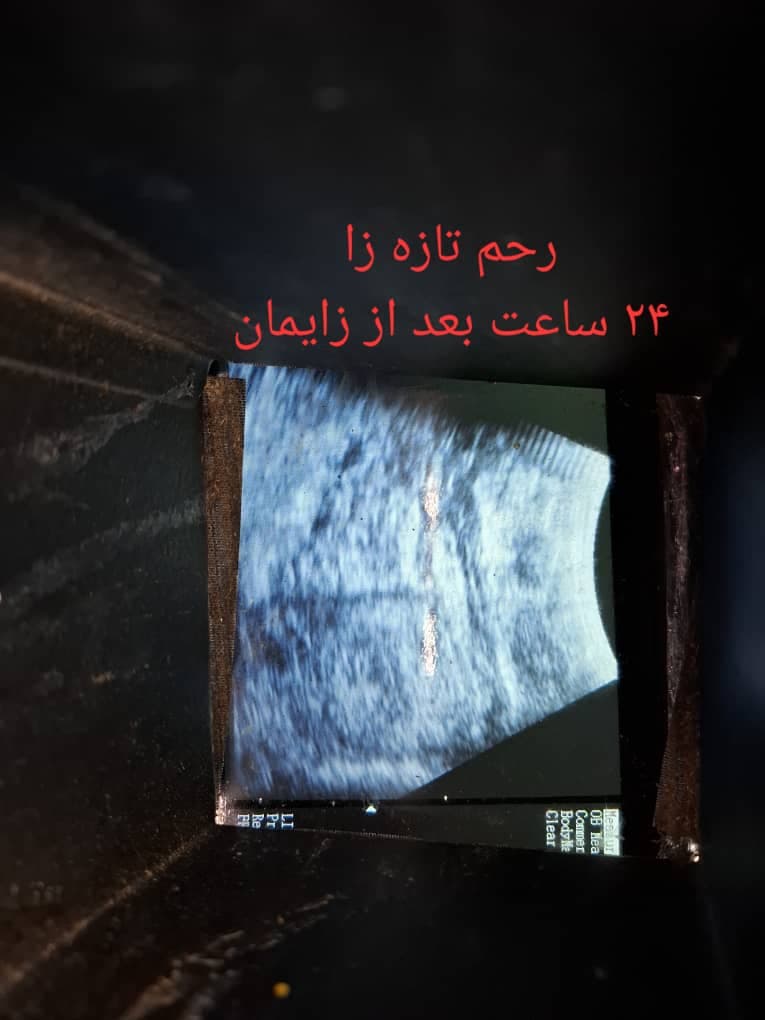 دوقلوزایی گوسفند و بز دکتر قاسمی در اصفهان