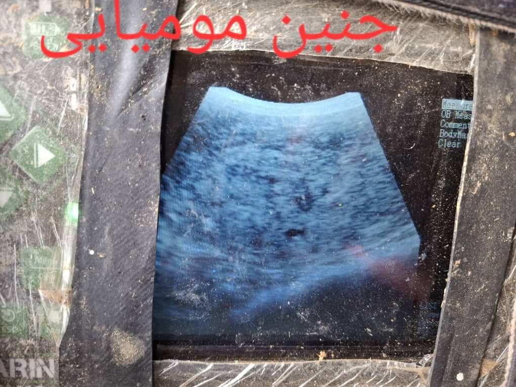 سونوگرافی دام دکتر قاسمی در اصفهان