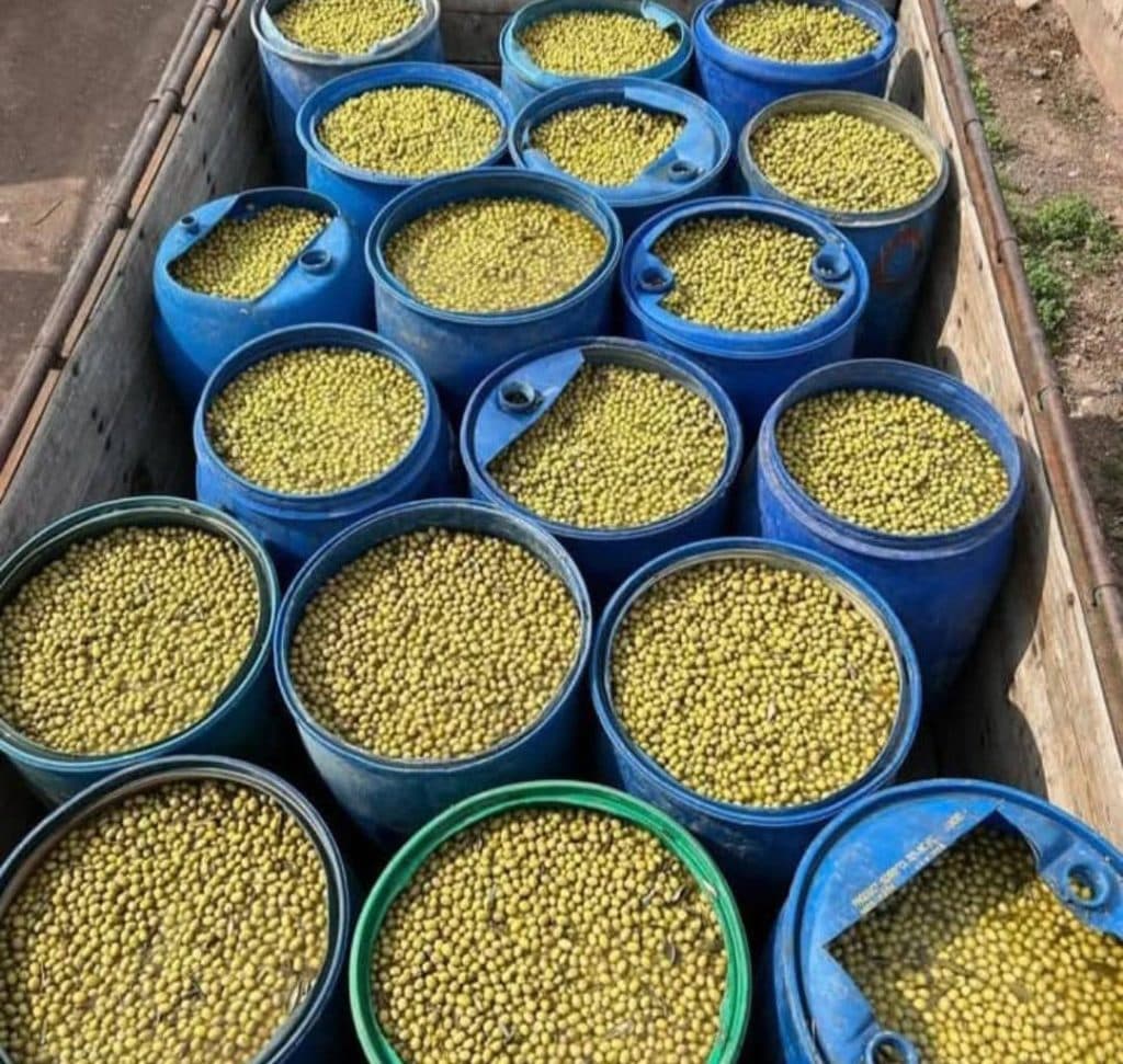 تولید و فروش محصولات ارگانیک زیتون مسعودی در زنجان