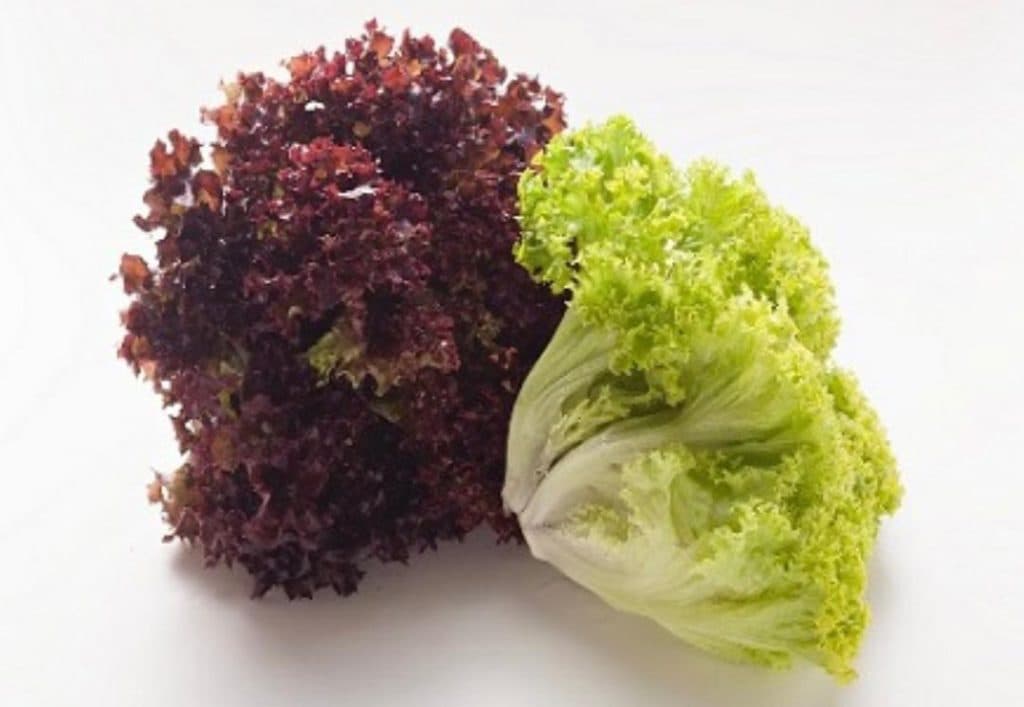 تولید و فروش نشا و بذر کاهو فرانسوی شکوهی در قزوین