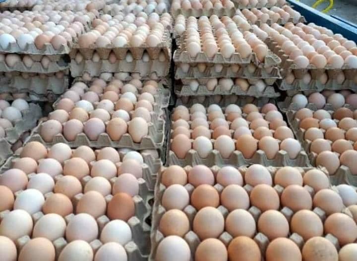 پخش عمده تخم مرغ سیوان در ایلام