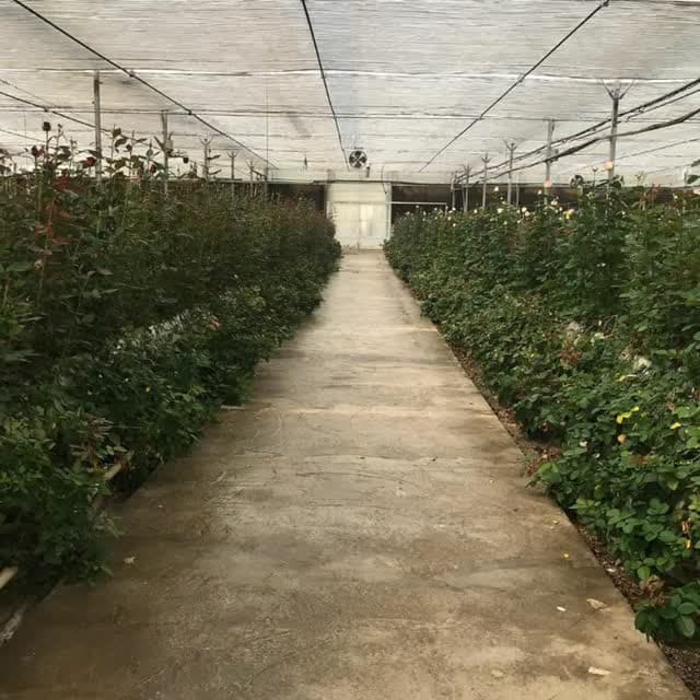 طراحی و ساخت گلخانه آوین سازان جهان سبز در میاندوآب