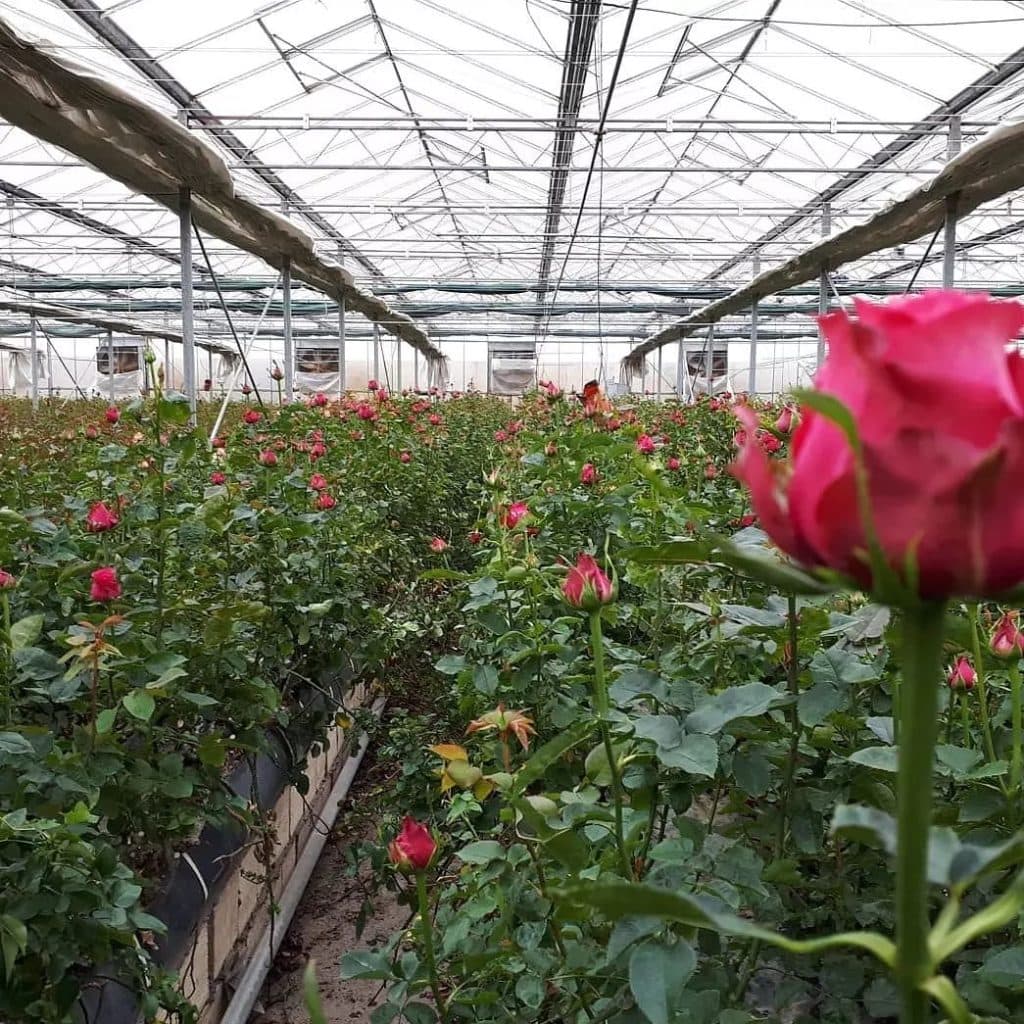 طراحی و ساخت گلخانه آوین سازان جهان سبز در میاندوآب