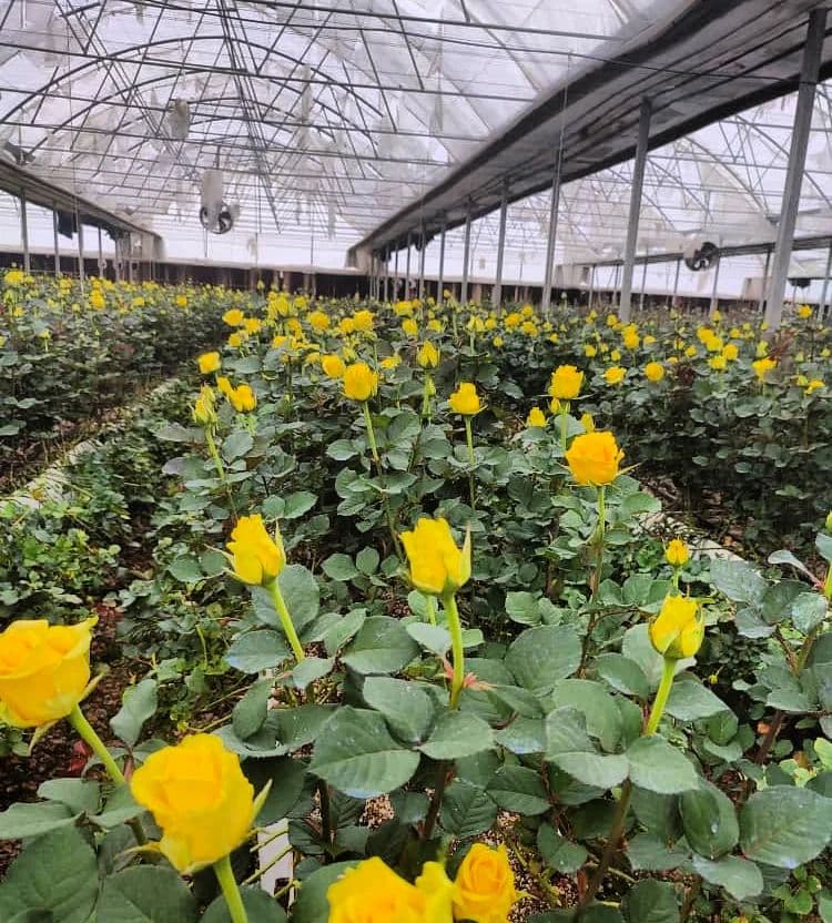 طراحی و ساخت گلخانه آوین سازان جهان سبز در میاندوآب