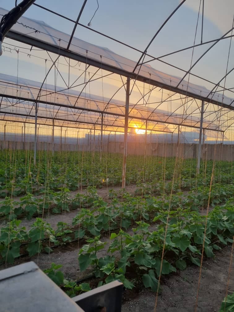 طراحی و ساخت گلخانه آوین سازان جهان سبز در میاندوآب