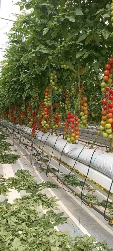 طراحی و ساخت گلخانه آوین سازان جهان سبز در میاندوآب