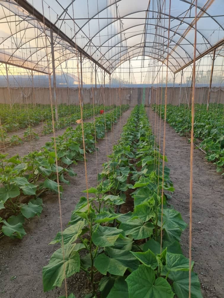 طراحی و ساخت گلخانه آوین سازان جهان سبز در میاندوآب