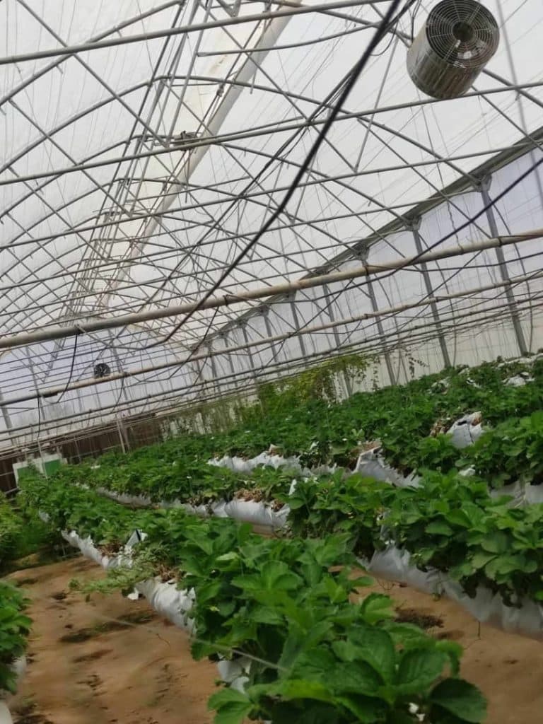 ساخت و پیمانکاری تجهیزات گلخانه ای نامداری در گلشن اصفهان