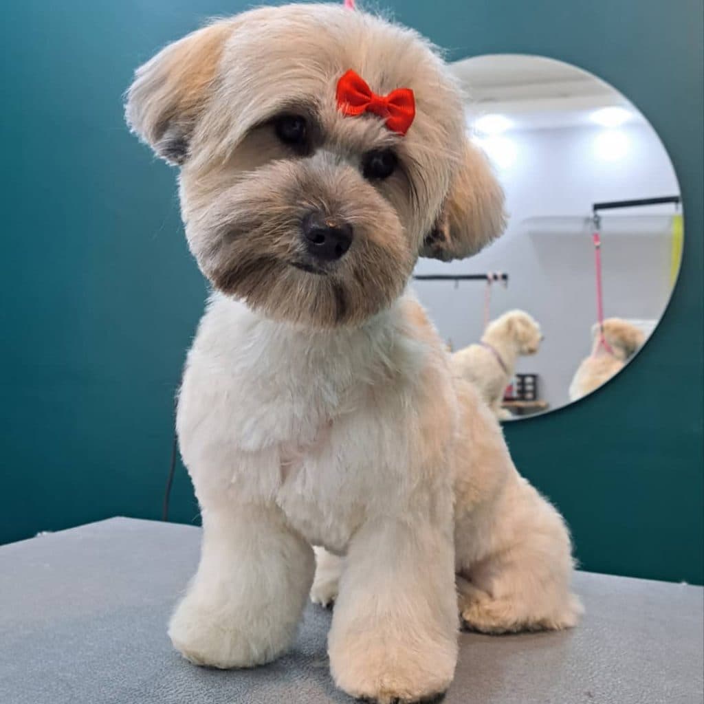 آرایشگاه حیوانات خانگی پاپی کات در رشت