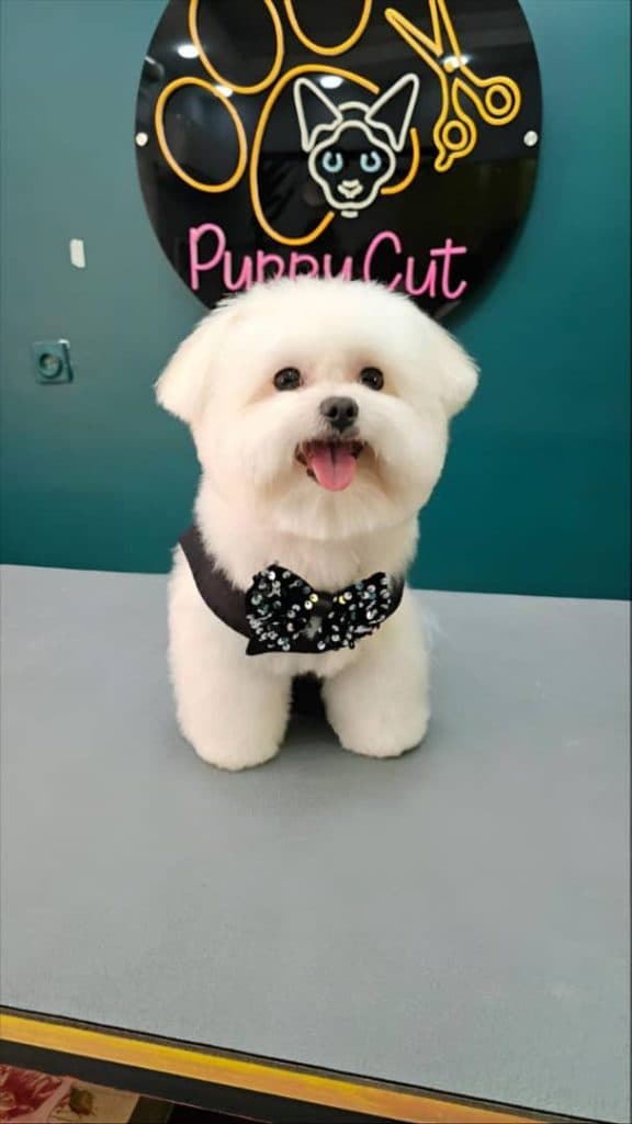 آرایشگاه حیوانات خانگی پاپی کات در رشت