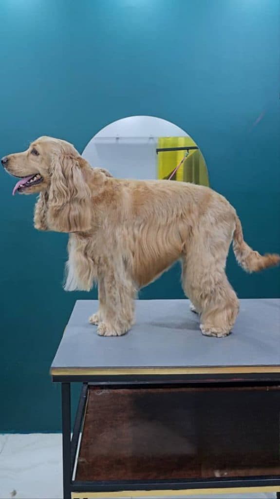 آرایشگاه حیوانات خانگی پاپی کات در رشت