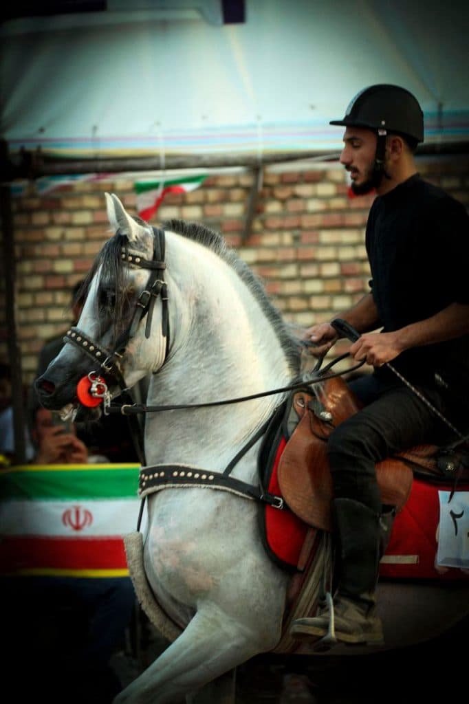 اسب عرب مصری طاها خندان در تبریز
