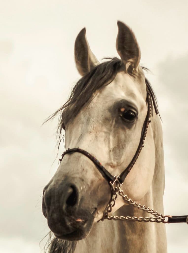 اسب عرب مصری طاها خندان در تبریز