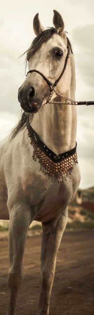 اسب عرب مصری طاها خندان در تبریز