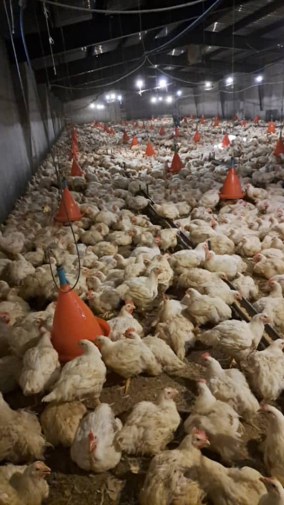 استخدام کارگر ساده مرغداری یوسفی در تهران