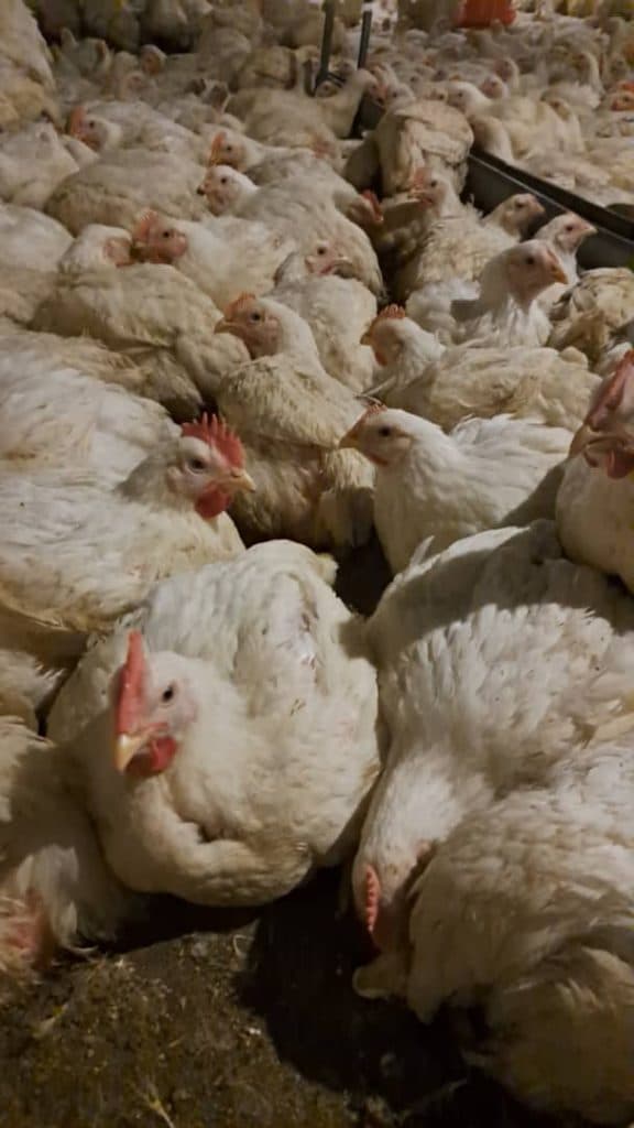 استخدام کارگر ساده مرغداری یوسفی در تهران