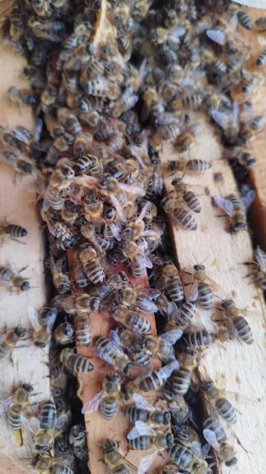 تولید و فروش عسل طبیعی زنبورستان عزیزی در میاندوآب