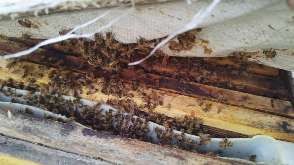 تولید و فروش عسل طبیعی زنبورستان عزیزی در میاندوآب