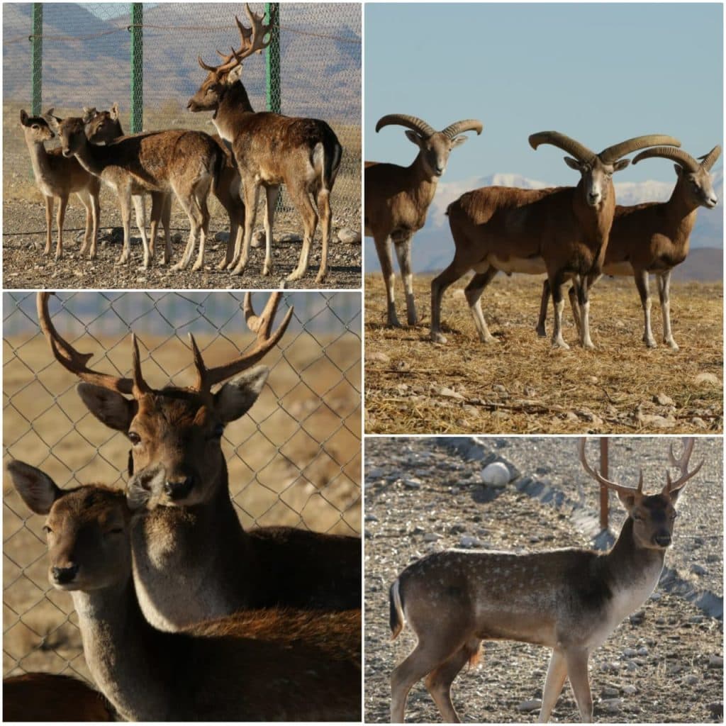 مشاور و پرورش دهنده حیوانات حیات وحش صمد نظمی در ماکو