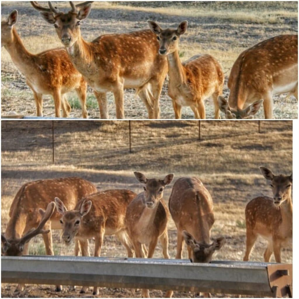 مشاور و پرورش دهنده حیوانات حیات وحش صمد نظمی در ماکو