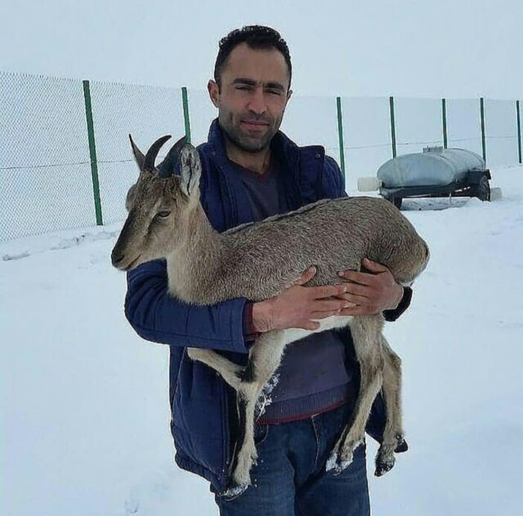 مشاور و پرورش دهنده حیوانات حیات وحش صمد نظمی در ماکو