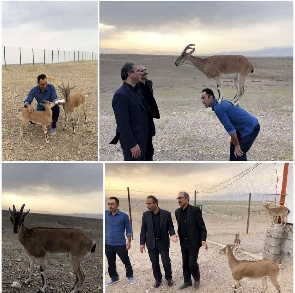 مشاور و پرورش دهنده حیوانات حیات وحش صمد نظمی در ماکو