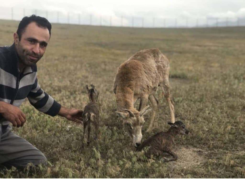 مشاور و پرورش دهنده حیوانات حیات وحش صمد نظمی در ماکو
