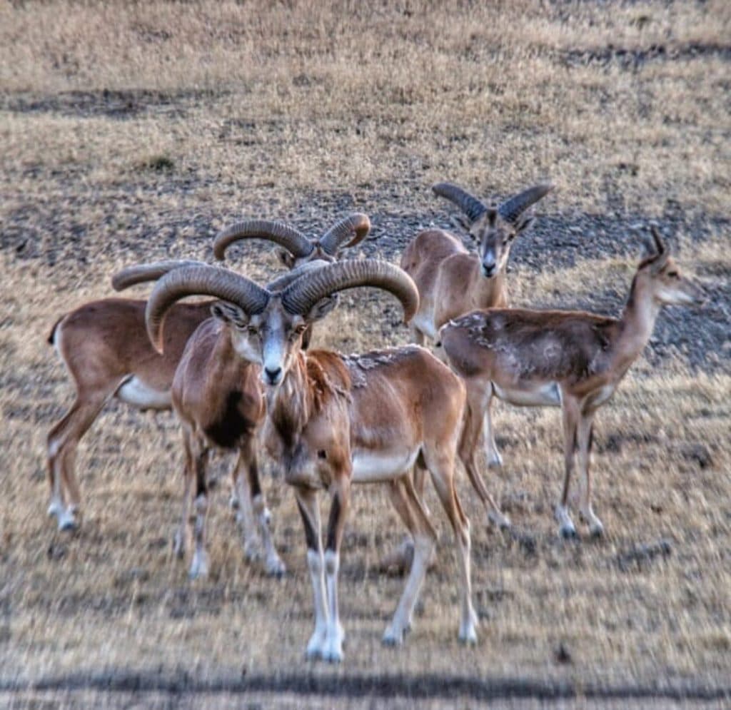 مشاور و پرورش دهنده حیوانات حیات وحش صمد نظمی در ماکو