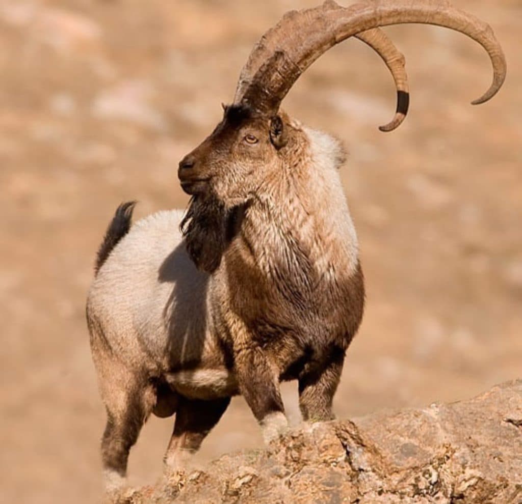 مشاور و پرورش دهنده حیوانات حیات وحش صمد نظمی در ماکو