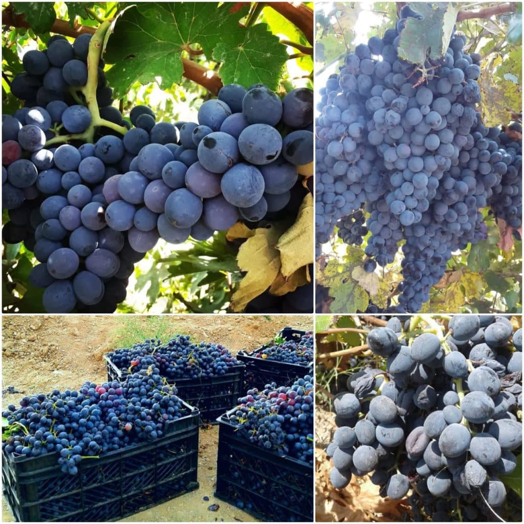 مشاور و پرورش دهنده حیوانات حیات وحش صمد نظمی در ماکو