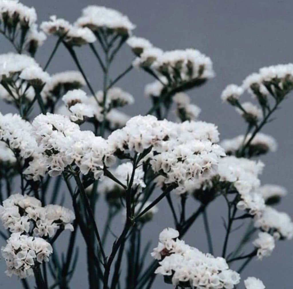 فروش نشاء ژیپسوفیلا و لیمونیوم انبوه کشت شیده اصفهان