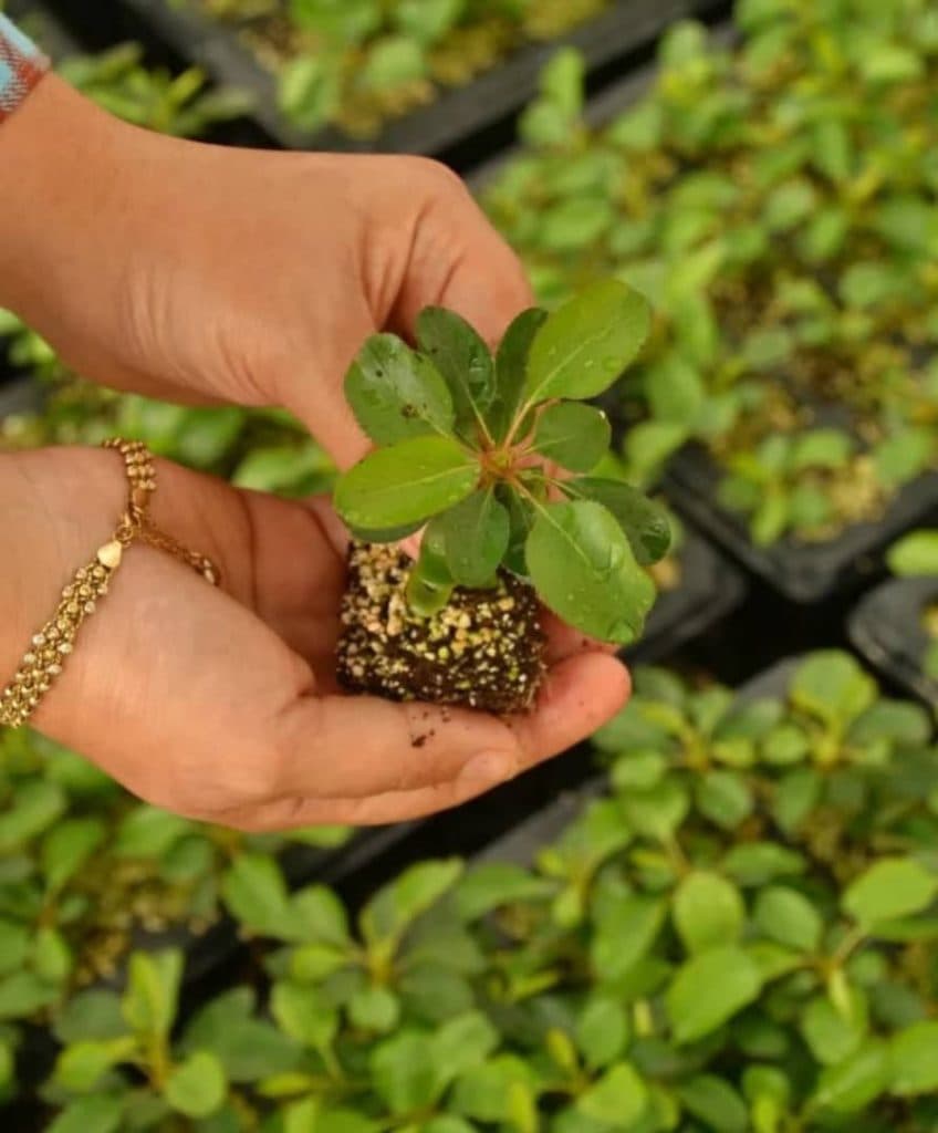 فروش نشاء ژیپسوفیلا و لیمونیوم انبوه کشت شیده اصفهان