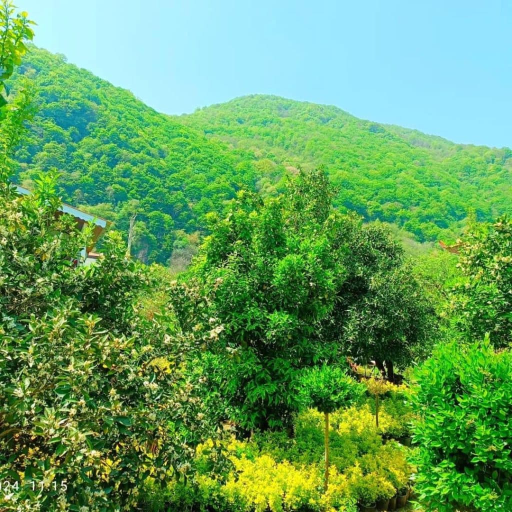 اجاره ویلا دو خوابه جنگلی چشم انداز عشورنژاد در رامسر