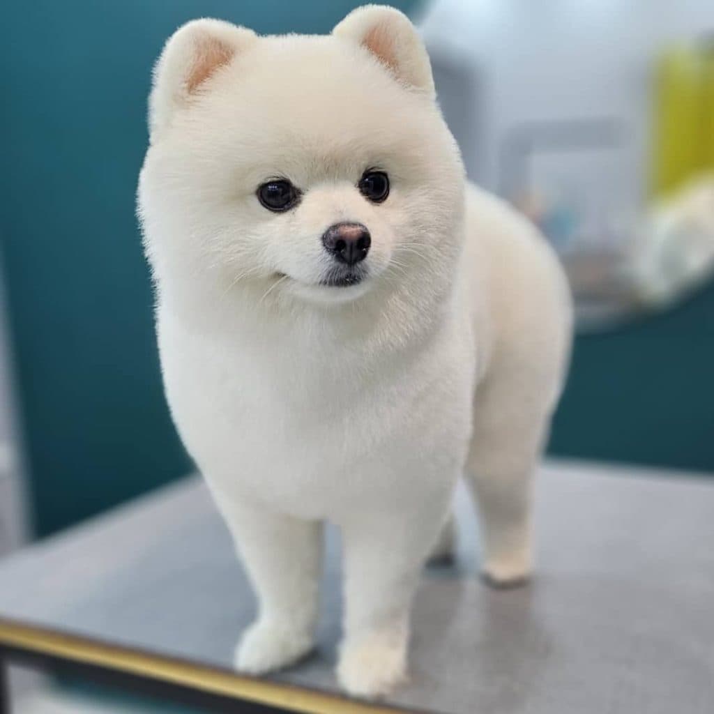 آرایشگاه حیوانات خانگی پاپی کات در رشت