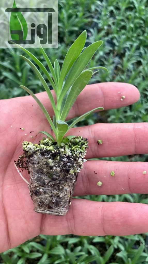 تولید نشا گل شاخه بریده شرکت دانش بنیان آوند در شهرکرد