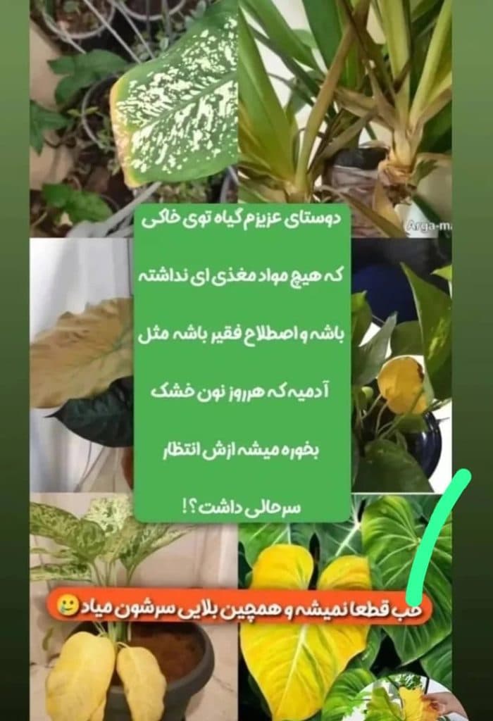 فروش عمده و جزئی قرص کود ارگانیک موسوی در غرب تهران