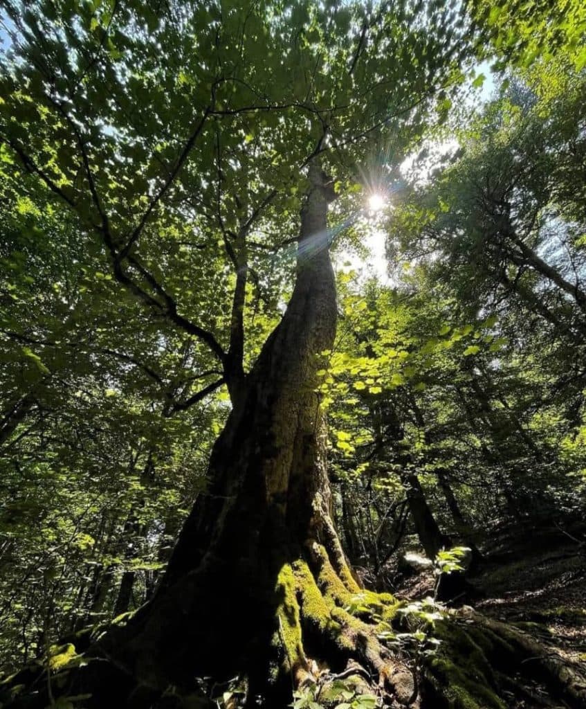 محقق مدرس محوطه سازی و فضای سبز دکتر میثم علی پور سلمانشهر