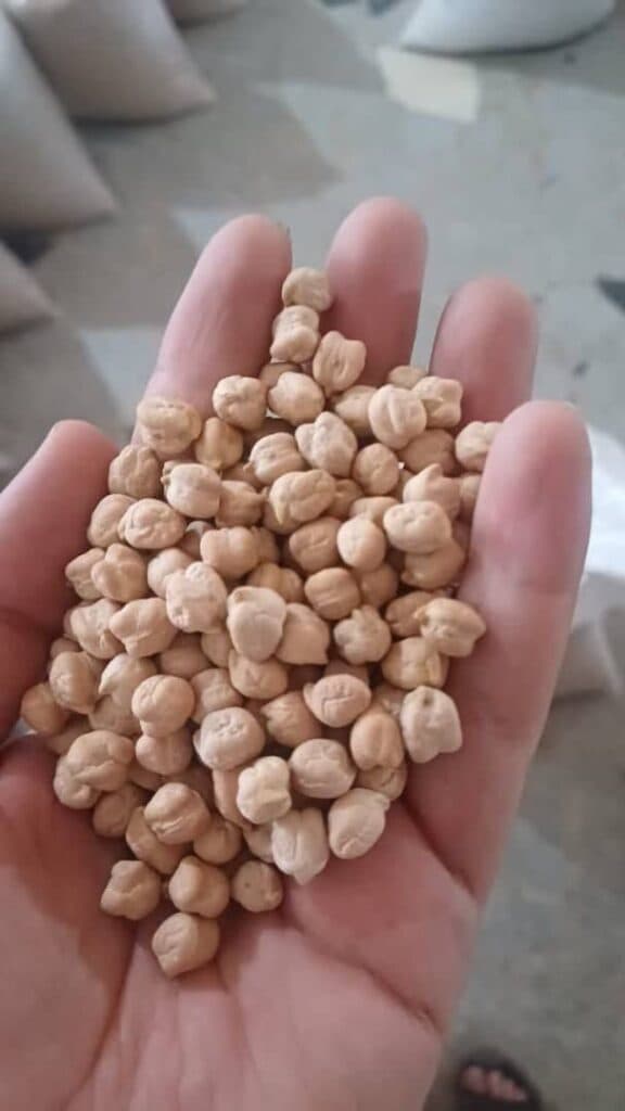 خرید و فروش عمده نخود با تناژ بالا آذین کمپانی در قم