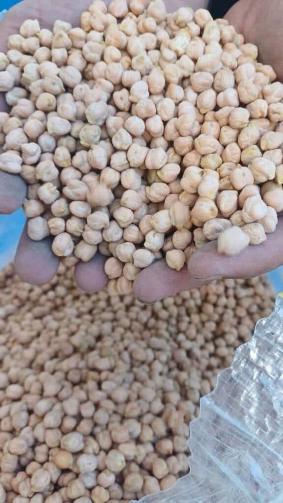 خرید و فروش عمده نخود با تناژ بالا آذین کمپانی در قم