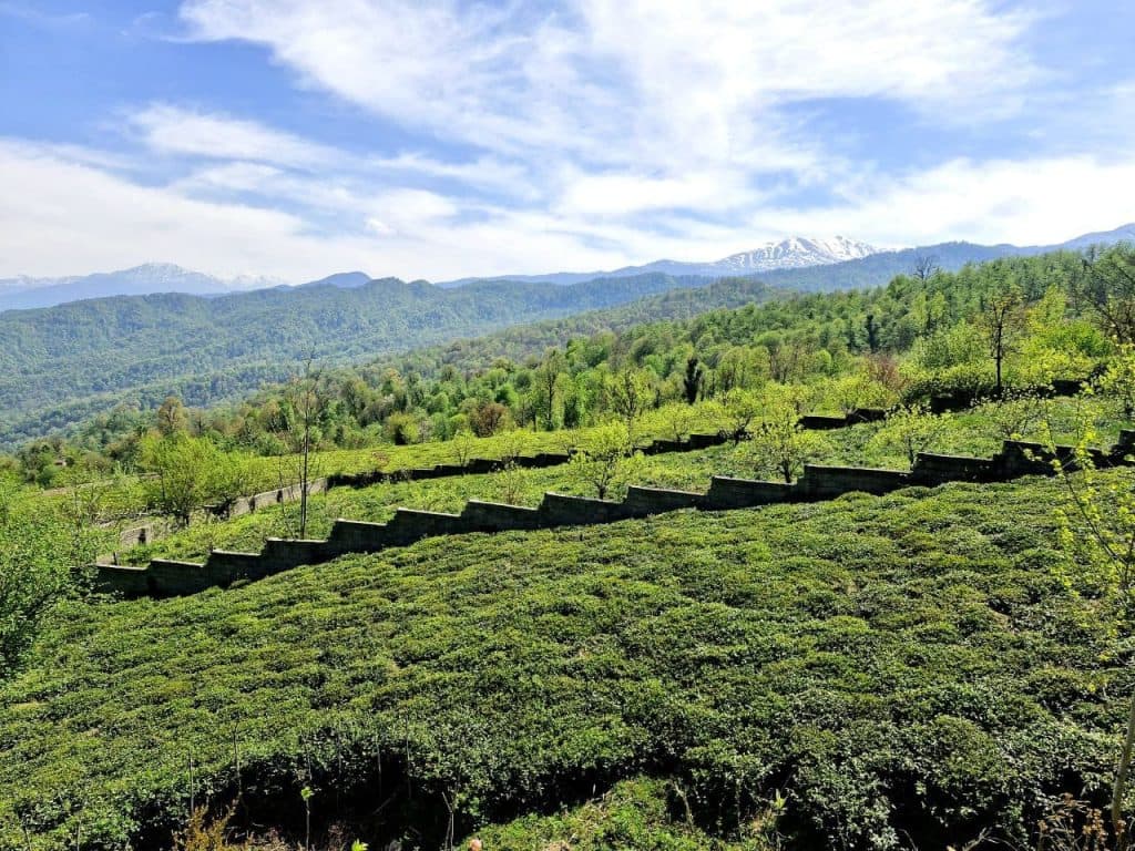 اقامتگاه یال منگ در تنکابن