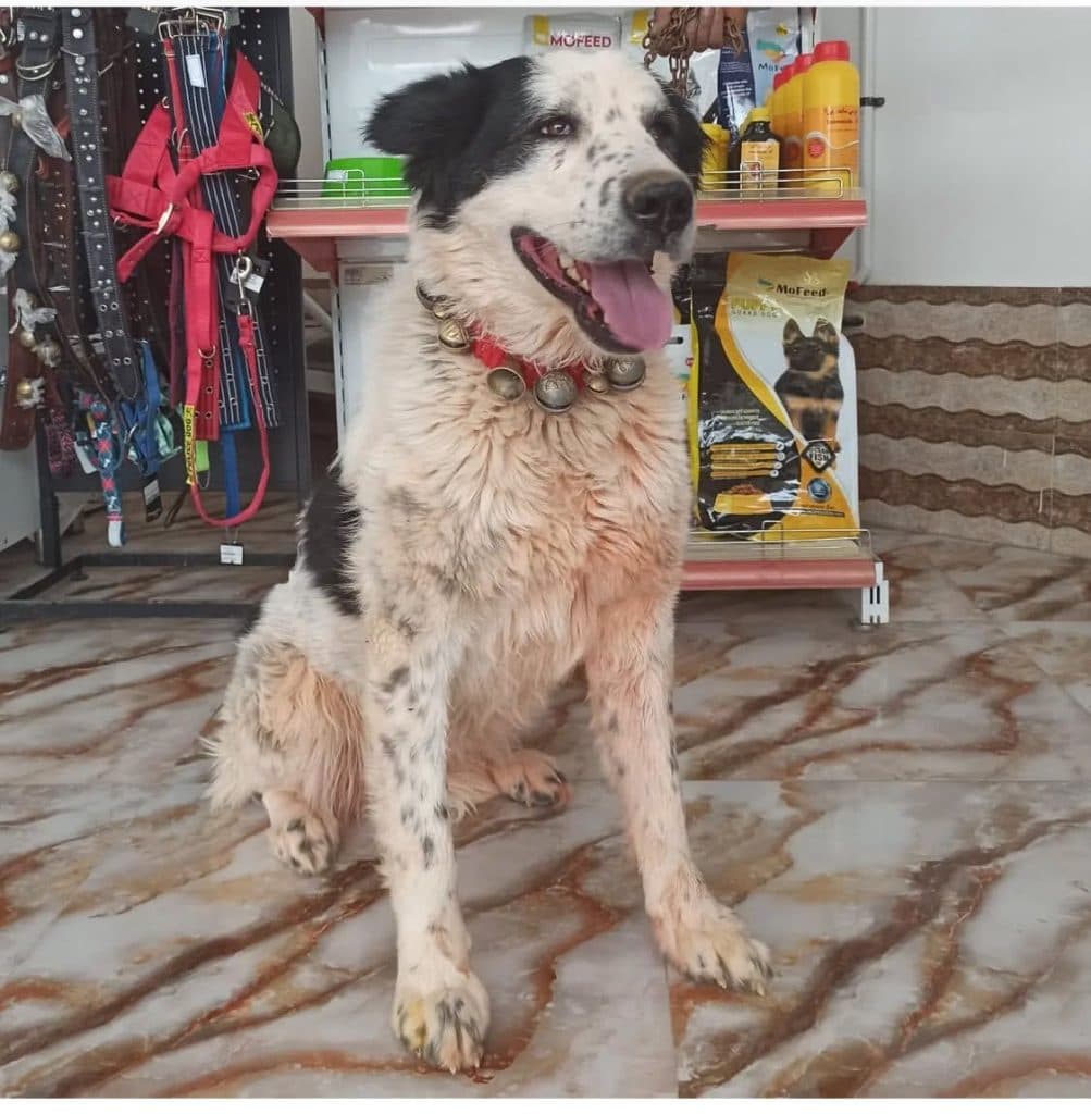 درمانگاه دامپزشکی دکتر هادی در اصفهان