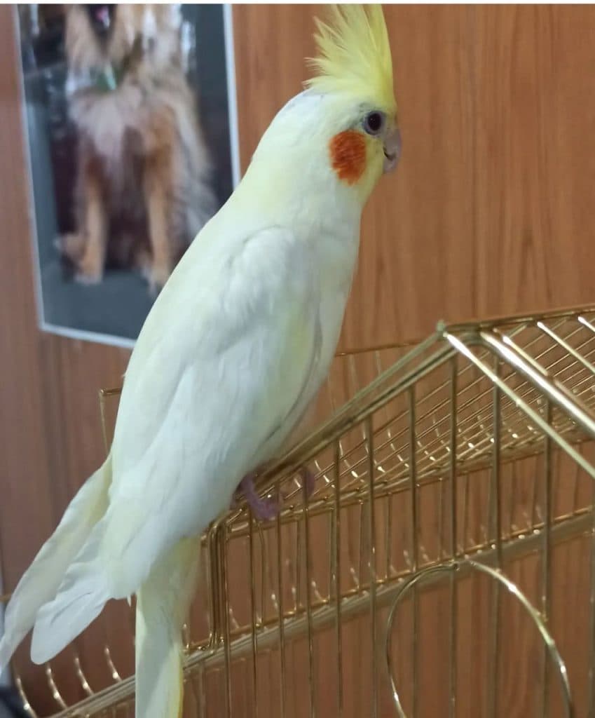 درمانگاه دامپزشکی دکتر هادی در اصفهان