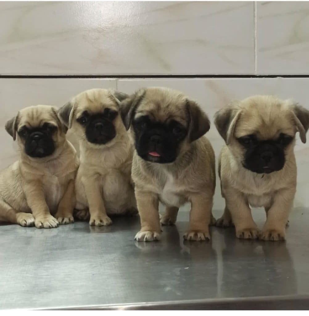 درمانگاه دامپزشکی دکتر هادی در اصفهان