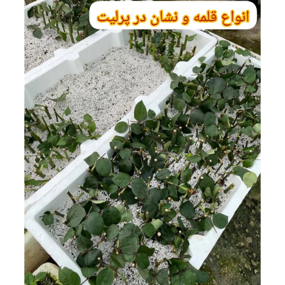 کارخانه تولید پوکه پرلیت مشهد رضا گلاب در شهرک صنعتی کلات مشهد