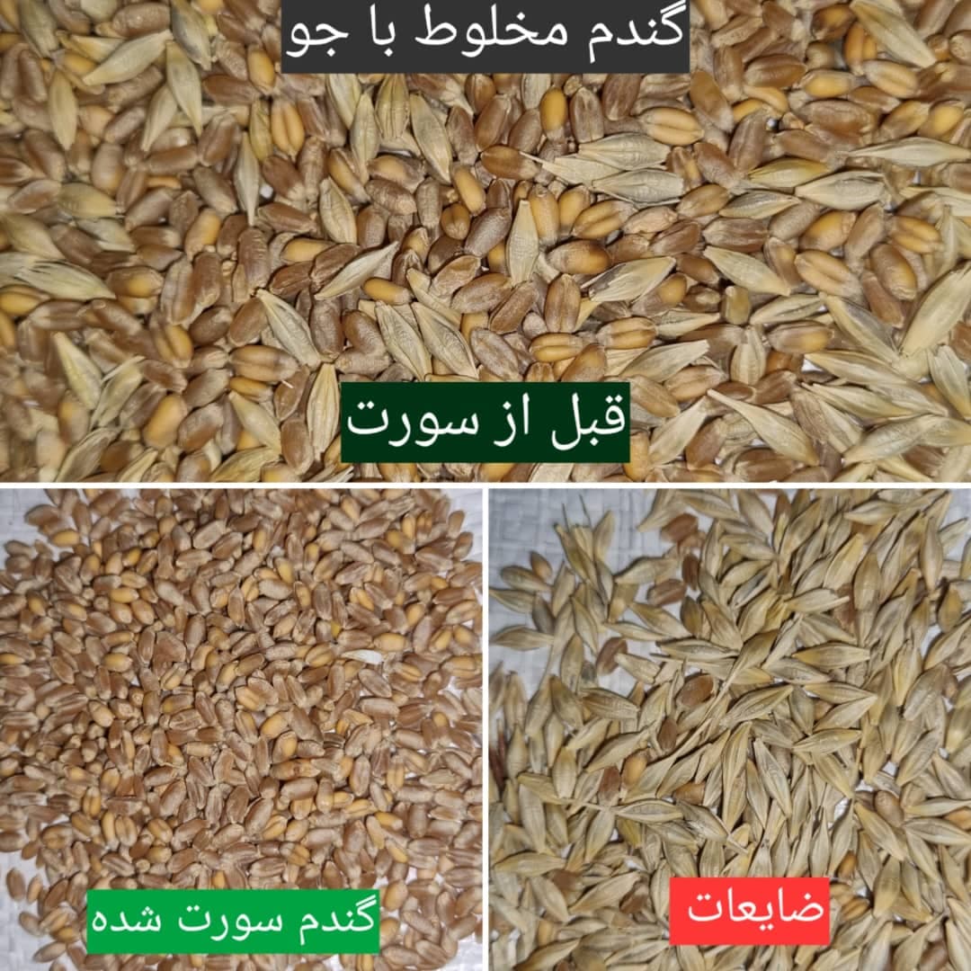 خدمات بوجاری و سورتینگ و خشک کردن محصولات کشاورزی بندرآبادی در مینودشت