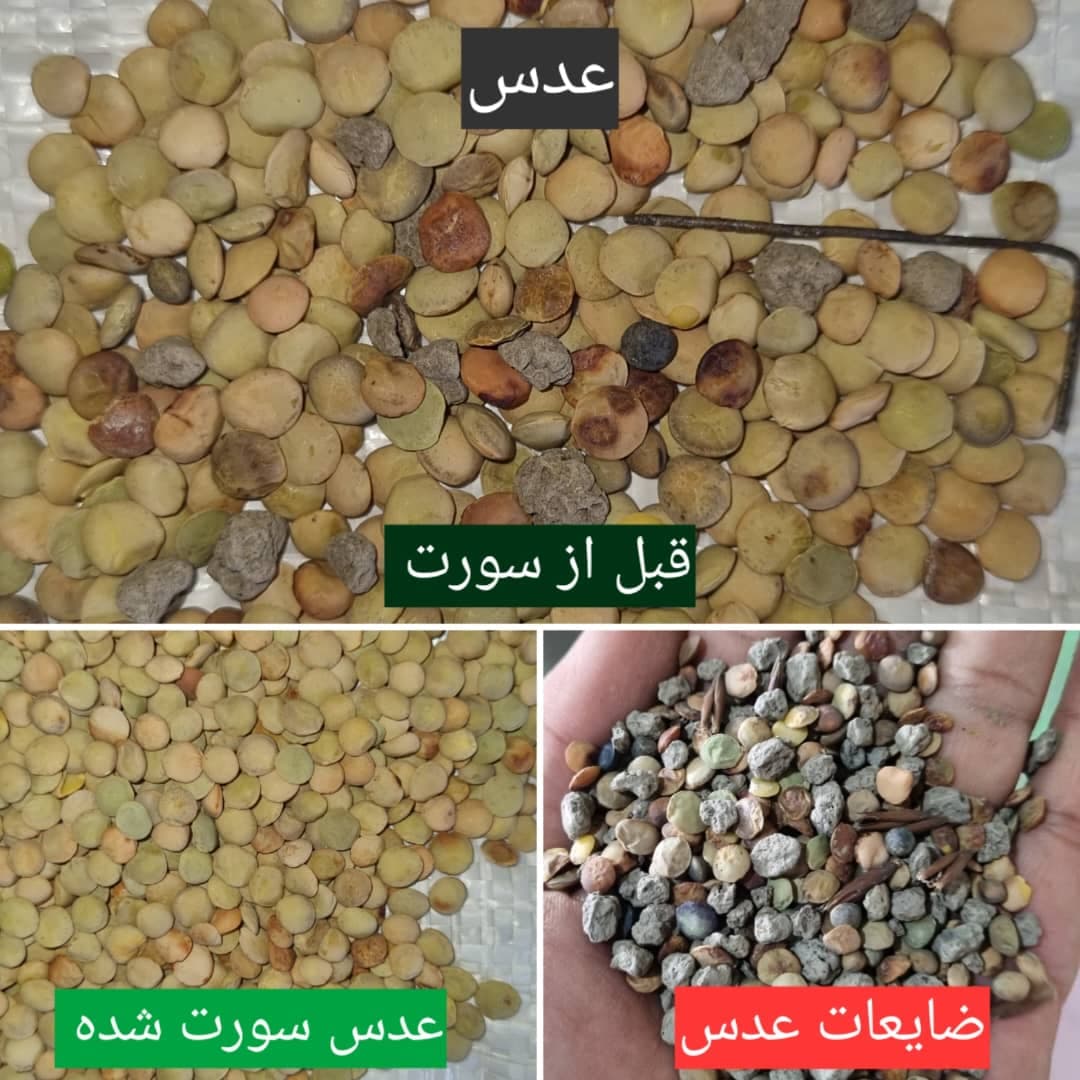 خدمات بوجاری و سورتینگ و خشک کردن محصولات کشاورزی بندرآبادی در مینودشت