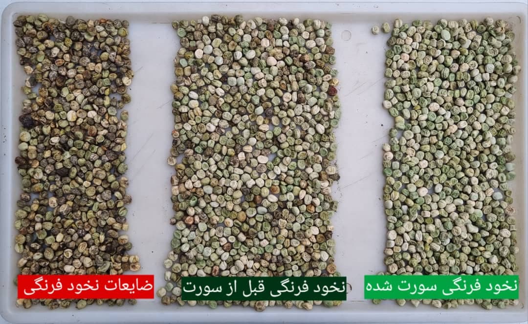 خدمات بوجاری و سورتینگ و خشک کردن محصولات کشاورزی بندرآبادی در مینودشت