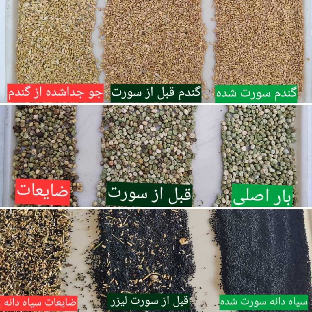 خدمات بوجاری و سورتینگ و خشک کردن محصولات کشاورزی بندرآبادی در مینودشت