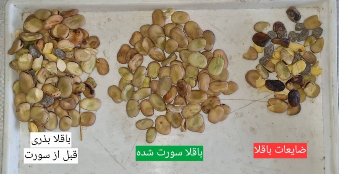 خدمات بوجاری و سورتینگ و خشک کردن محصولات کشاورزی بندرآبادی در مینودشت