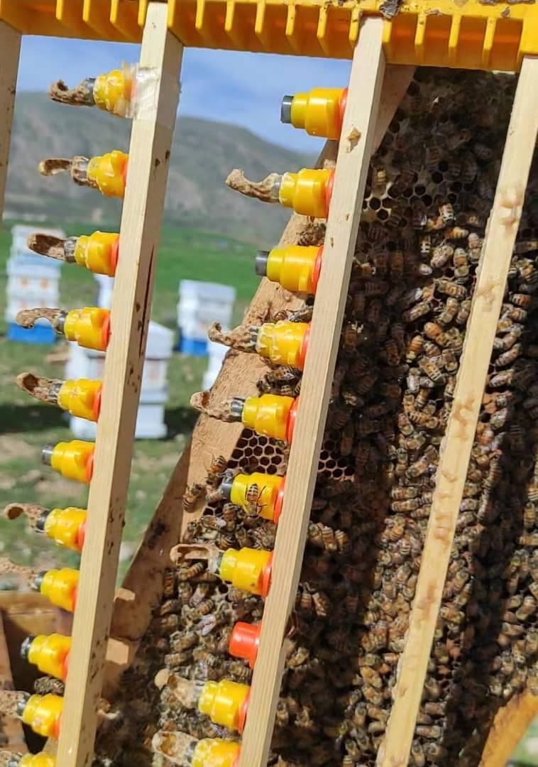 تولید عسل خالص کنار در لامرد جنوب
